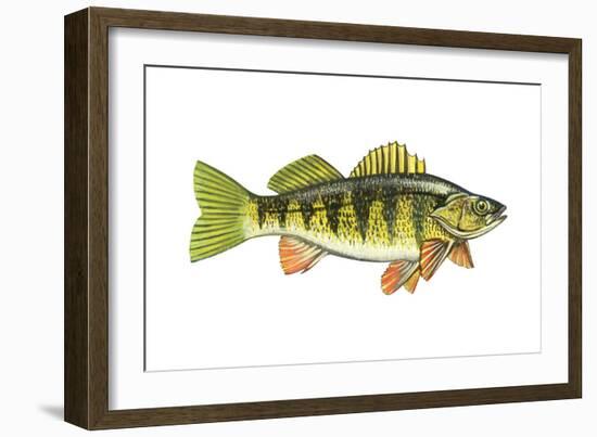 Perch (Perca Flavescens), Fishes-Encyclopaedia Britannica-Framed Art Print