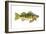 Perch (Perca Flavescens), Fishes-Encyclopaedia Britannica-Framed Art Print