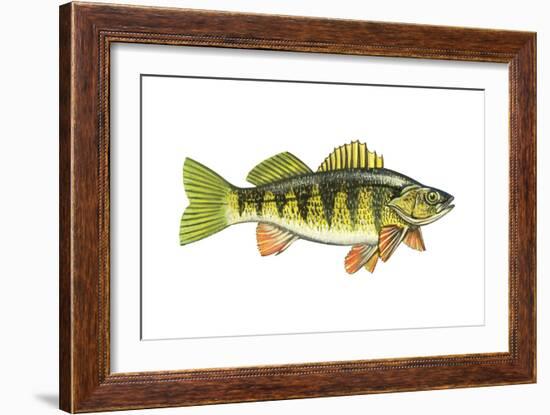 Perch (Perca Flavescens), Fishes-Encyclopaedia Britannica-Framed Art Print