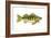 Perch (Perca Flavescens), Fishes-Encyclopaedia Britannica-Framed Art Print