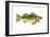 Perch (Perca Flavescens), Fishes-Encyclopaedia Britannica-Framed Art Print