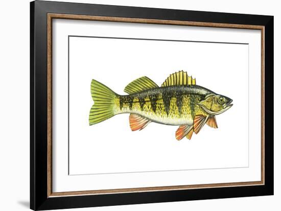 Perch (Perca Flavescens), Fishes-Encyclopaedia Britannica-Framed Art Print