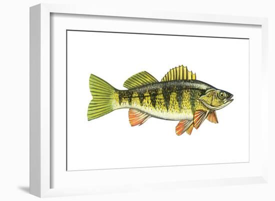 Perch (Perca Flavescens), Fishes-Encyclopaedia Britannica-Framed Art Print