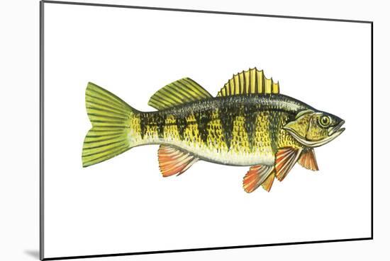 Perch (Perca Flavescens), Fishes-Encyclopaedia Britannica-Mounted Art Print