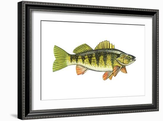 Perch (Perca Flavescens), Fishes-Encyclopaedia Britannica-Framed Art Print