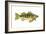 Perch (Perca Flavescens), Fishes-Encyclopaedia Britannica-Framed Art Print