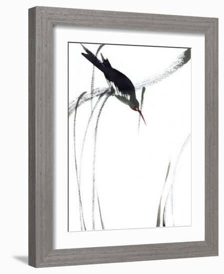 Perched Bird-Aurore De La Morinerie-Framed Art Print