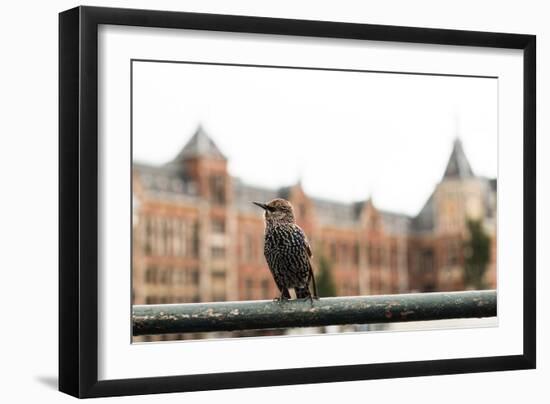 Perched II-Erin Berzel-Framed Photographic Print