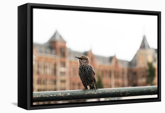 Perched II-Erin Berzel-Framed Premier Image Canvas