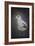 Perched Nearby Gull-Jai Johnson-Framed Giclee Print