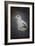 Perched Nearby Gull-Jai Johnson-Framed Giclee Print