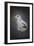 Perched Nearby Gull-Jai Johnson-Framed Giclee Print