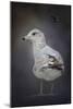 Perched Nearby Gull-Jai Johnson-Mounted Giclee Print