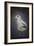 Perched Nearby Gull-Jai Johnson-Framed Giclee Print