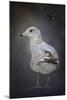 Perched Nearby Gull-Jai Johnson-Mounted Giclee Print