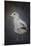 Perched Nearby Gull-Jai Johnson-Mounted Giclee Print
