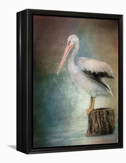 Perched Pelican-Jai Johnson-Framed Premier Image Canvas