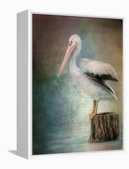 Perched Pelican-Jai Johnson-Framed Premier Image Canvas