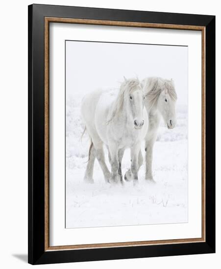 Percheron horses, two walking through snow. Alberta, Canada-Carol Walker-Framed Photographic Print