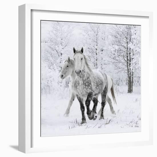 Percheron horses, walking through snow, Alberta, Canada-Carol Walker-Framed Photographic Print