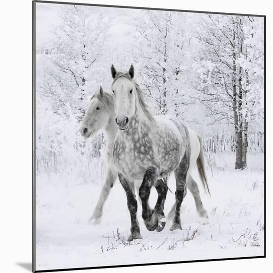 Percheron horses, walking through snow, Alberta, Canada-Carol Walker-Mounted Photographic Print