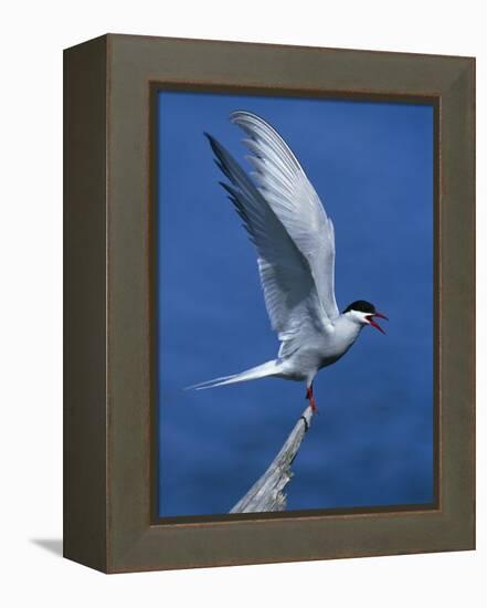 Perching Arctic Tern Spreading Wings in Manitoba-Arthur Morris-Framed Premier Image Canvas