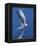 Perching Arctic Tern Spreading Wings in Manitoba-Arthur Morris-Framed Premier Image Canvas