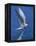 Perching Arctic Tern Spreading Wings in Manitoba-Arthur Morris-Framed Premier Image Canvas