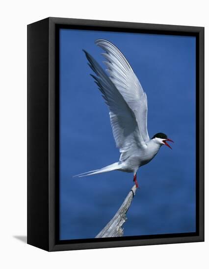 Perching Arctic Tern Spreading Wings in Manitoba-Arthur Morris-Framed Premier Image Canvas