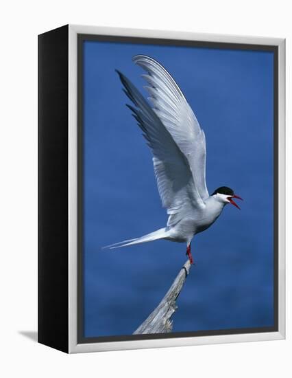 Perching Arctic Tern Spreading Wings in Manitoba-Arthur Morris-Framed Premier Image Canvas