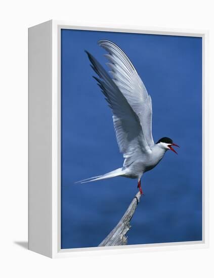 Perching Arctic Tern Spreading Wings in Manitoba-Arthur Morris-Framed Premier Image Canvas