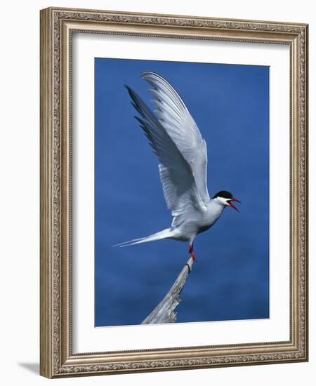 Perching Arctic Tern Spreading Wings in Manitoba-Arthur Morris-Framed Photographic Print