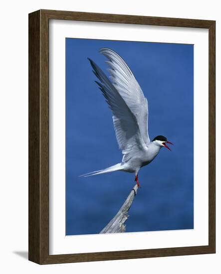 Perching Arctic Tern Spreading Wings in Manitoba-Arthur Morris-Framed Photographic Print