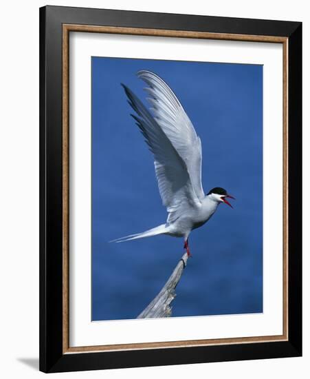 Perching Arctic Tern Spreading Wings in Manitoba-Arthur Morris-Framed Photographic Print