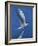 Perching Arctic Tern Spreading Wings in Manitoba-Arthur Morris-Framed Photographic Print