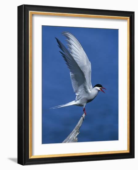 Perching Arctic Tern Spreading Wings in Manitoba-Arthur Morris-Framed Photographic Print