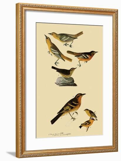 Perching Birds-John James Audubon-Framed Giclee Print
