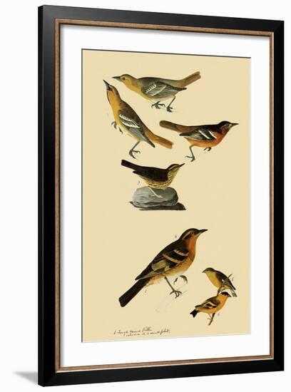 Perching Birds-John James Audubon-Framed Giclee Print