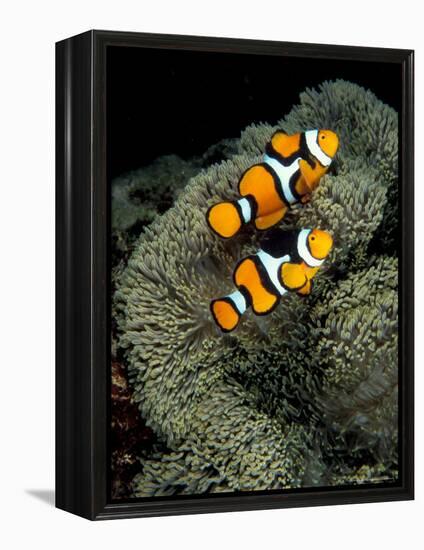 Percula Anemonefish, Papua New Guinea-Michele Westmorland-Framed Premier Image Canvas