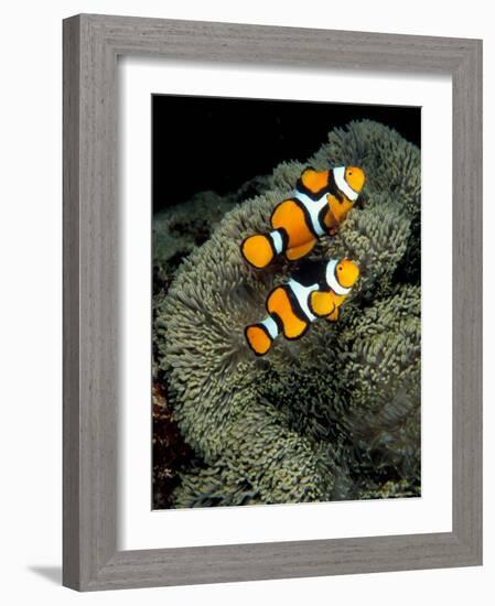 Percula Anemonefish, Papua New Guinea-Michele Westmorland-Framed Photographic Print