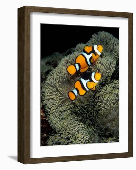 Percula Anemonefish, Papua New Guinea-Michele Westmorland-Framed Photographic Print