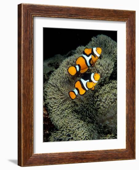 Percula Anemonefish, Papua New Guinea-Michele Westmorland-Framed Photographic Print