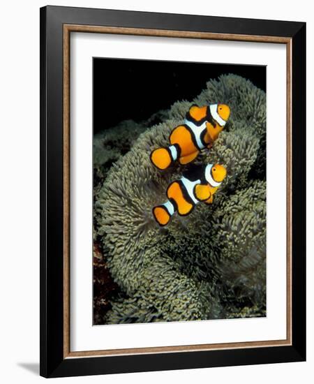 Percula Anemonefish, Papua New Guinea-Michele Westmorland-Framed Photographic Print