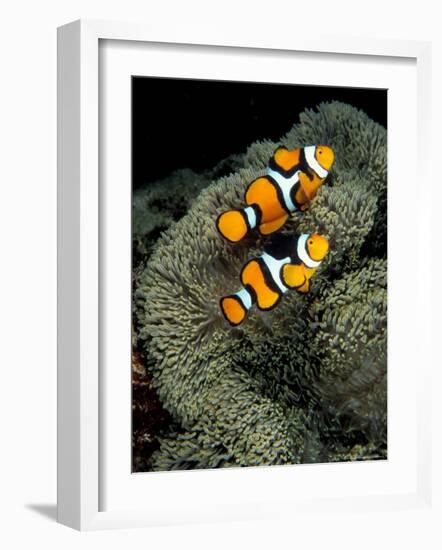 Percula Anemonefish, Papua New Guinea-Michele Westmorland-Framed Photographic Print