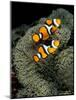 Percula Anemonefish, Papua New Guinea-Michele Westmorland-Mounted Photographic Print