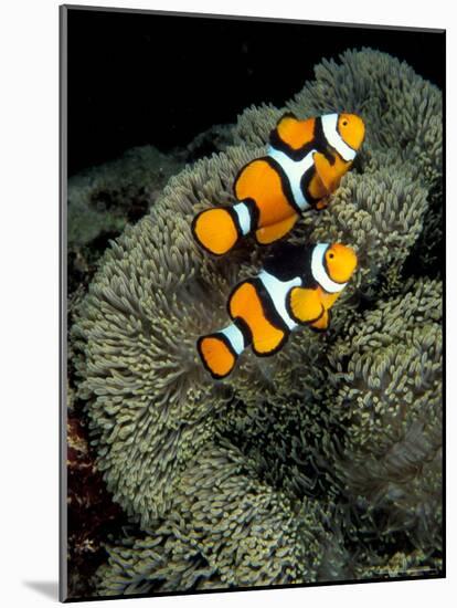 Percula Anemonefish, Papua New Guinea-Michele Westmorland-Mounted Photographic Print