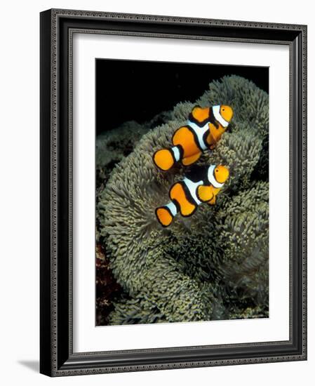 Percula Anemonefish, Papua New Guinea-Michele Westmorland-Framed Photographic Print