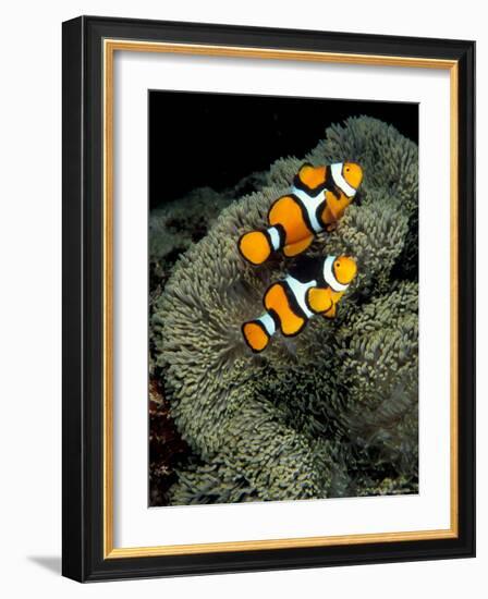 Percula Anemonefish, Papua New Guinea-Michele Westmorland-Framed Photographic Print