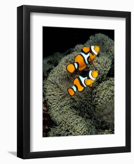 Percula Anemonefish, Papua New Guinea-Michele Westmorland-Framed Photographic Print