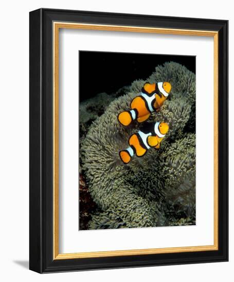 Percula Anemonefish, Papua New Guinea-Michele Westmorland-Framed Photographic Print